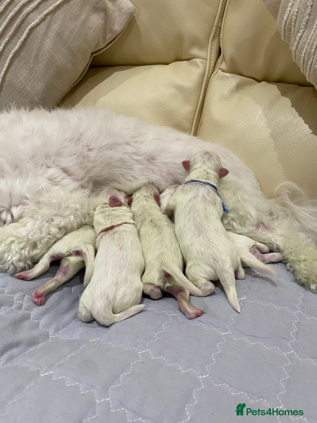 Maltese dogs for sale: Gorgeous pure white Maltese puppies! - Image 2