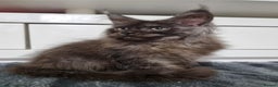 Maine Coon cats for sale: Beautiful Maine Coon Kittens - Advert 19