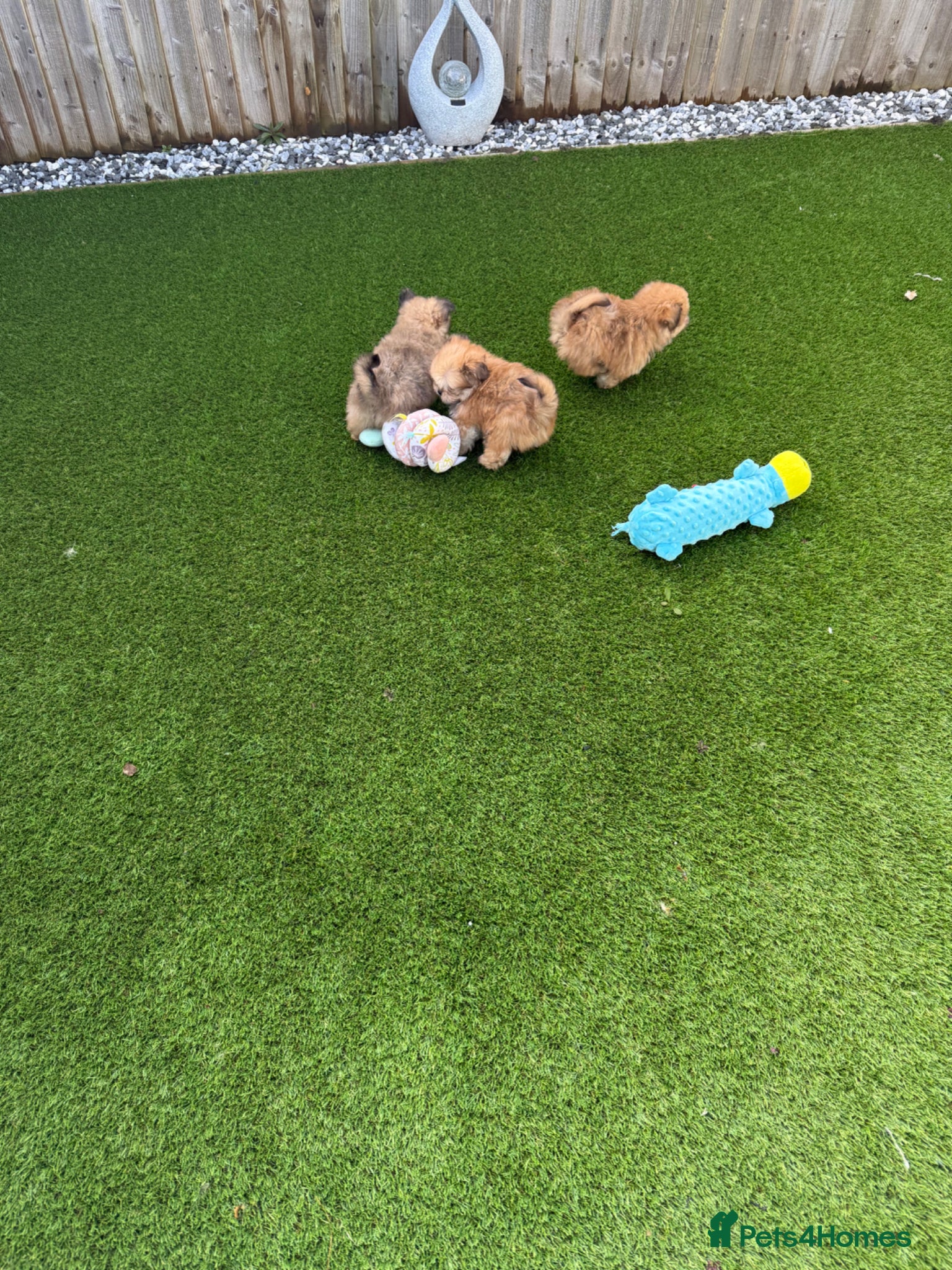 Mixed Breed dogs Rare Shirarian Pomeranian cross health checked  - Advert 1