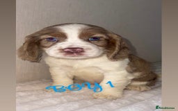 Cocker Spaniel dogs for sale: 5 GORGEOUS COCKERS    - Image 1