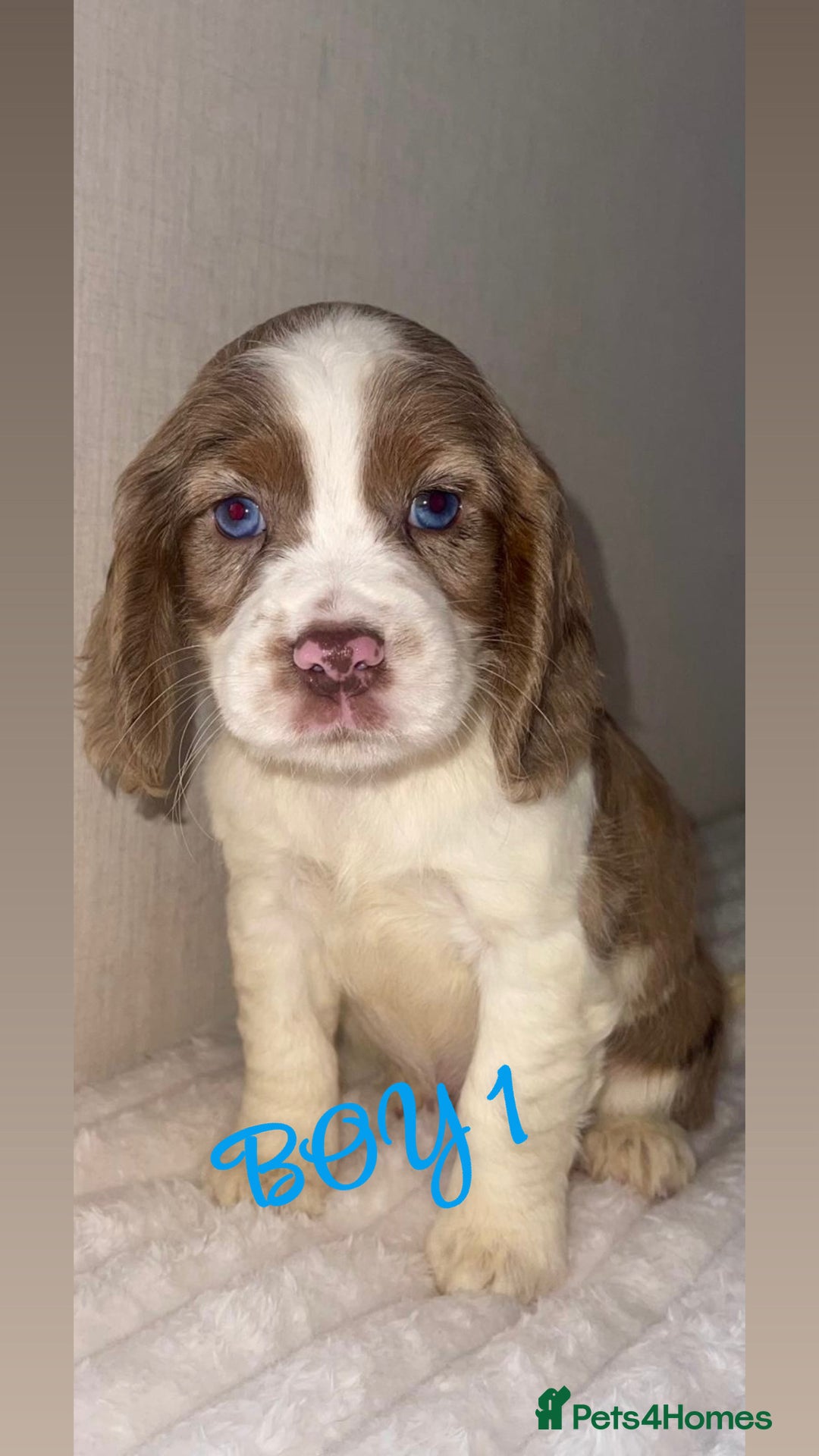 Cocker Spaniel dogs for sale: 5 GORGEOUS COCKERS    - Image 1