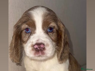 Cocker Spaniel dogs for sale - Advert 1