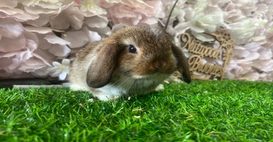 Mini Lop rabbits in Southampton - Advert 7