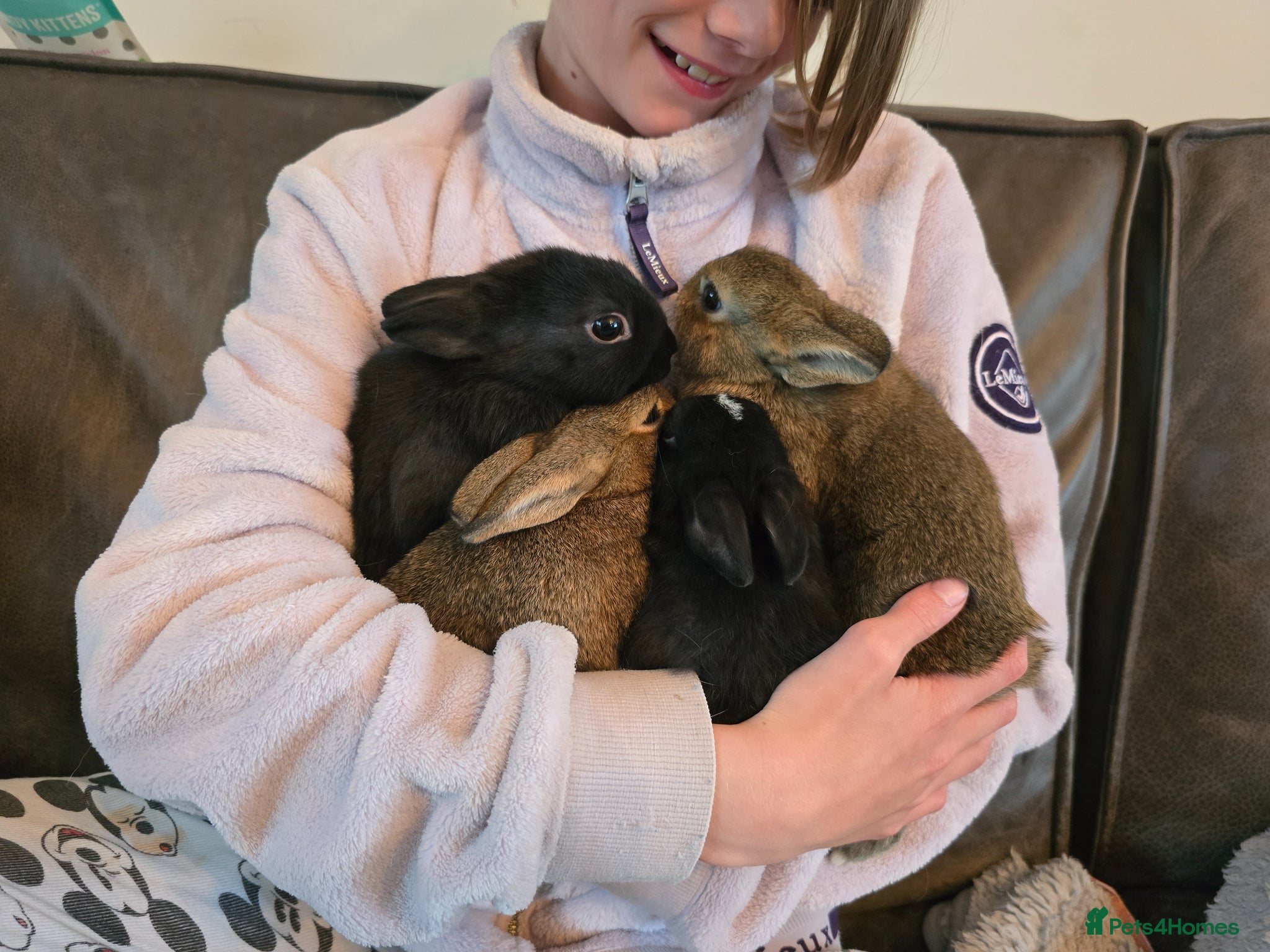 Netherland Dwarf rabbits Exceptional Netherland Dwarf, extremely tame - Advert 16