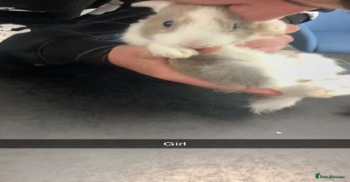Mini Lop rabbits - Advert 13