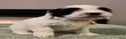 Sheepadoodle dogs for sale: Miniature Sheepadoodles - Advert 15