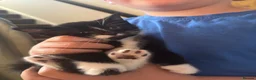 Mixed Breed cats for sale: 2 male kittens  - Advert 3