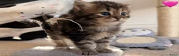 Persian cats for sale: 5 Persian X kittens available from 9th May - Advert 15