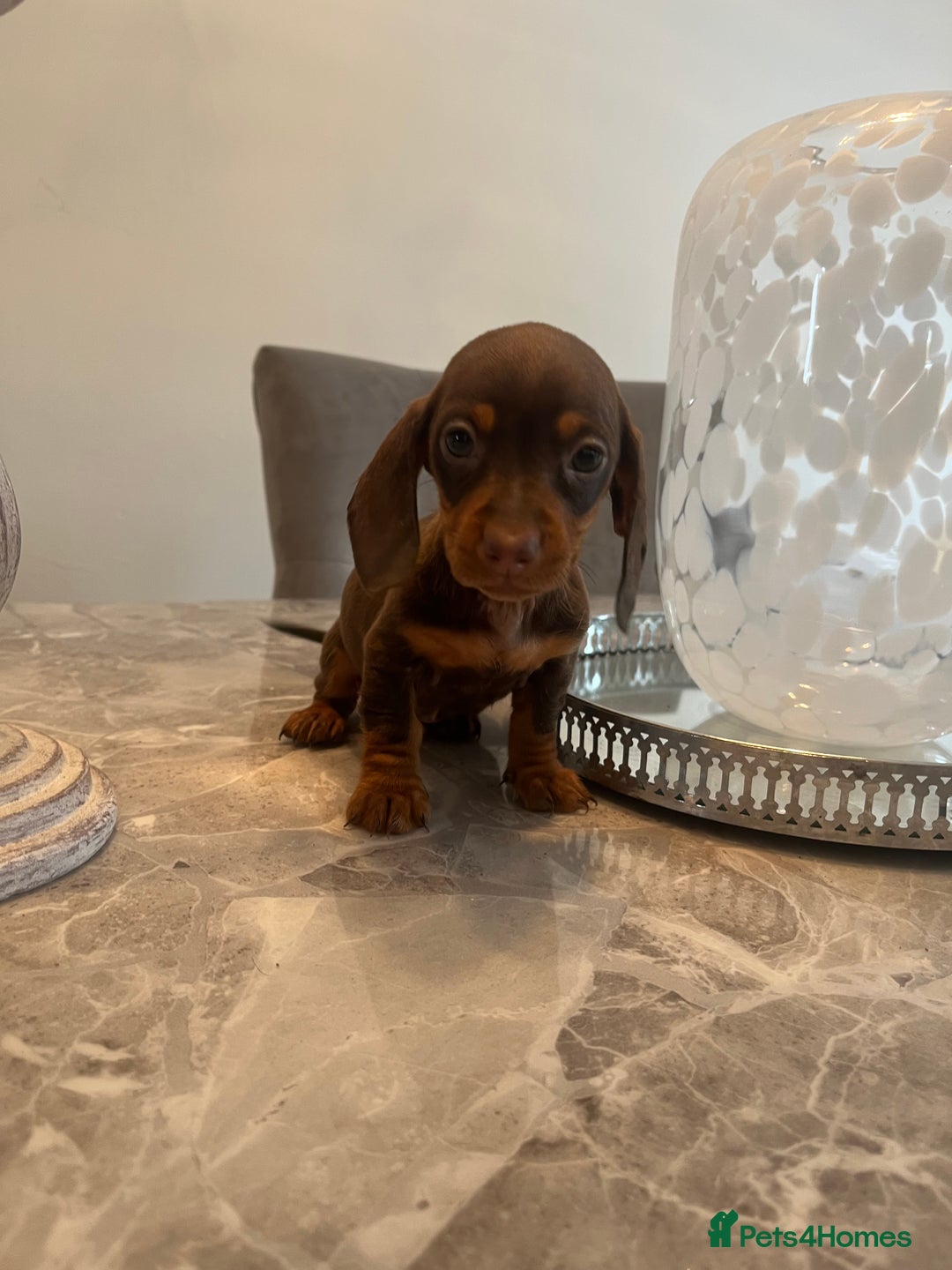 Miniature Dachshund dogs for sale: 🐾 Miniature Dachshund Puppies 🐶  - Image 13