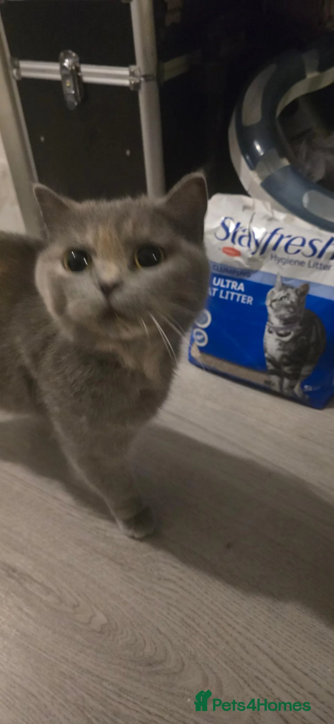 British Shorthair cats for sale: Purebred British shorthair kittens - Advert 1