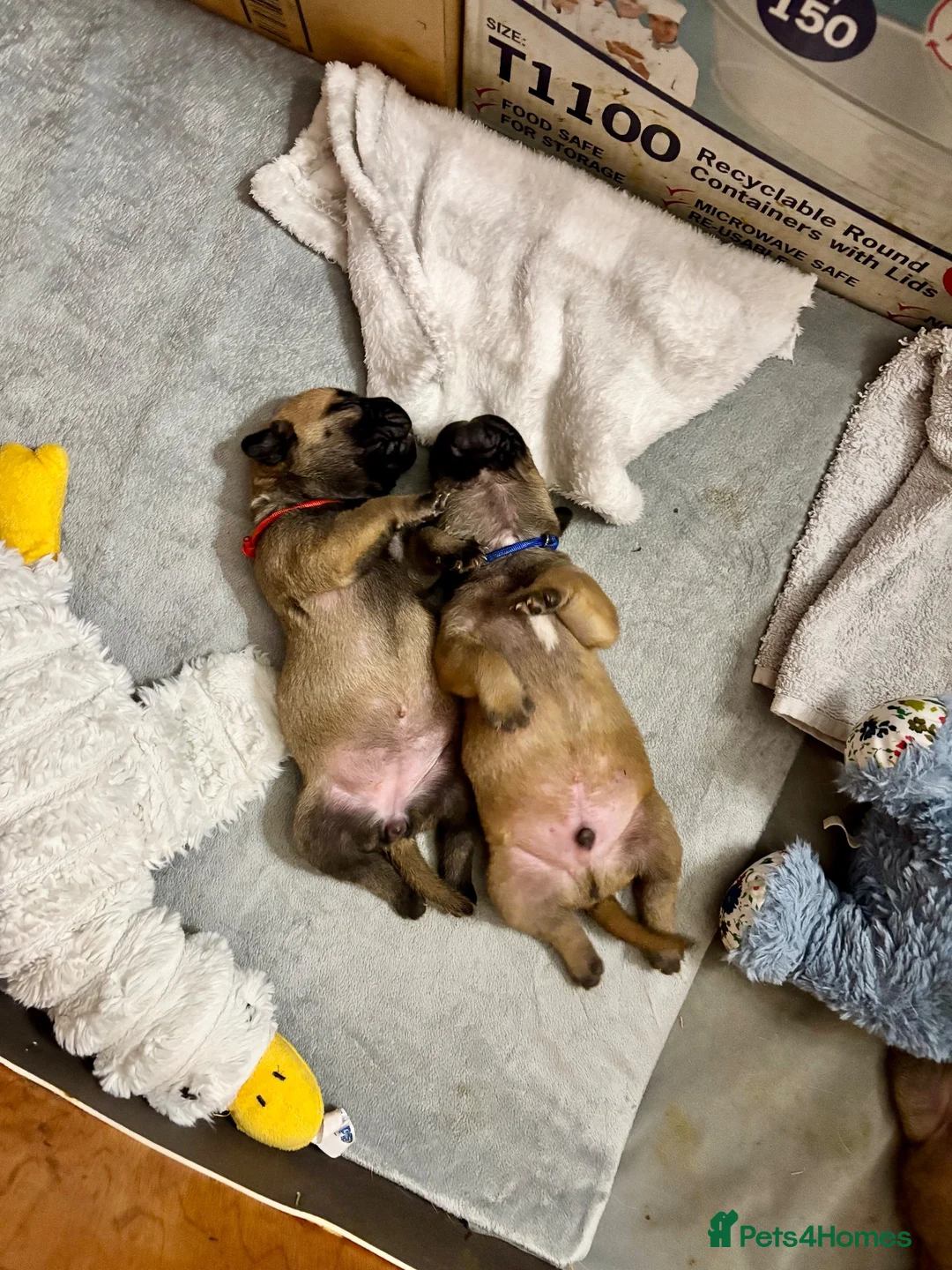 Bullmastiff dogs for sale: Stunning KC Registered Bullmastiff Puppies - Advert 12