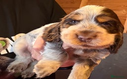Cocker Spaniel dogs for sale: Show cocker spaniel pups  - Image 38