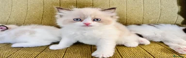 Ragdoll 3