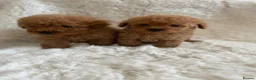 Toy Poodle dogs for sale: Toy poodle only 1 boy available now  - Advert 4