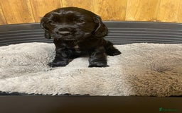 Cocker Spaniel dogs for sale: Beautiful Pedigree Cocker Spaniel’s  - Image 7