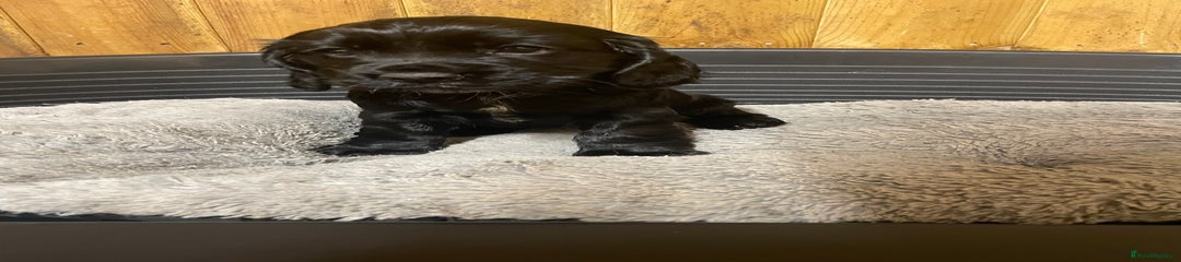 Cocker Spaniel Puppy 2