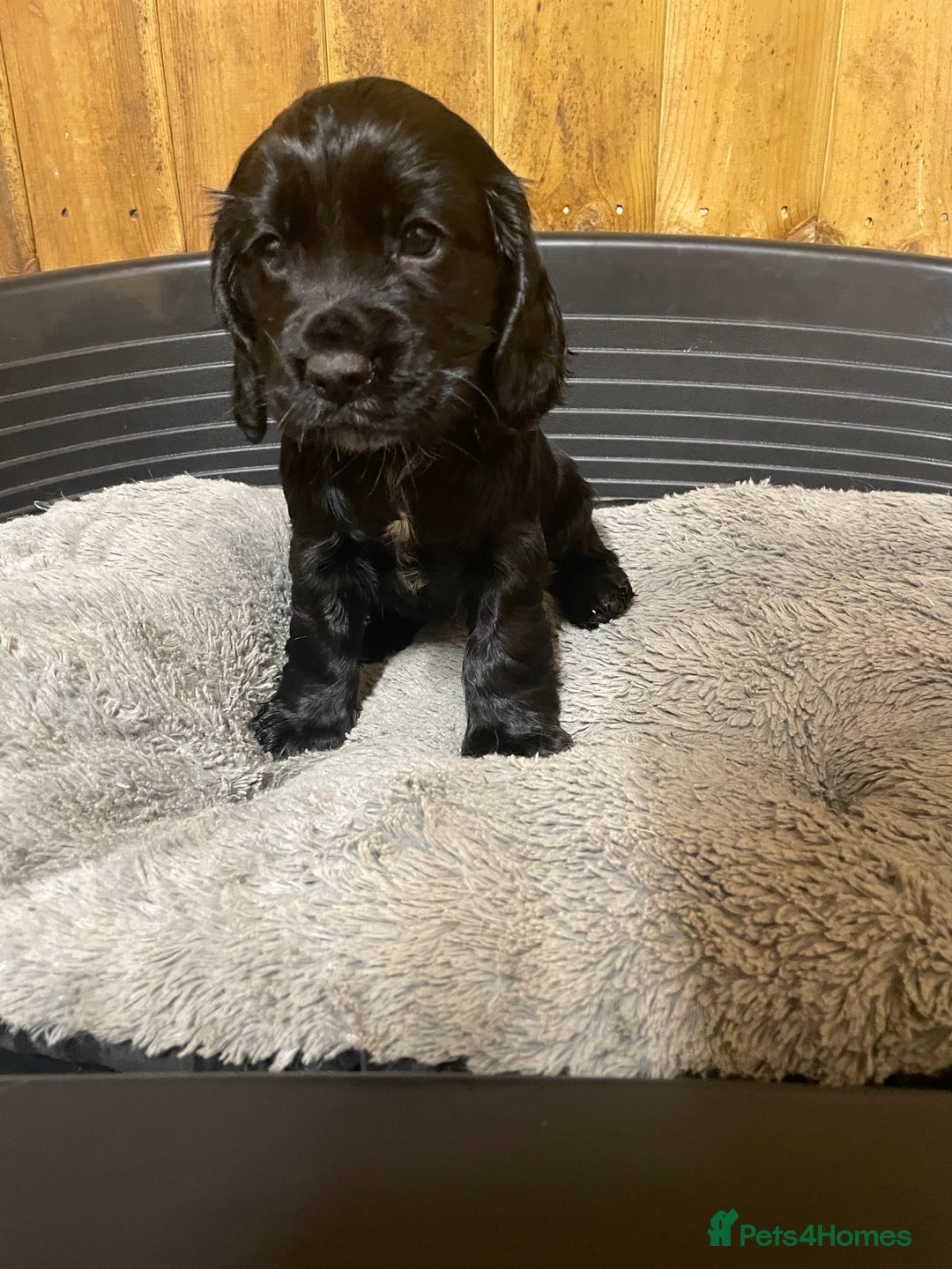 Cocker Spaniel dogs for sale: Beautiful Pedigree Cocker Spaniel’s  - Image 7