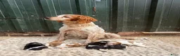 Brittany Spaniel dogs for sale: Working Brittany’s  - Advert 7