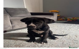 Great Dane dogs for sale: Great Dane puppy  - Image 2