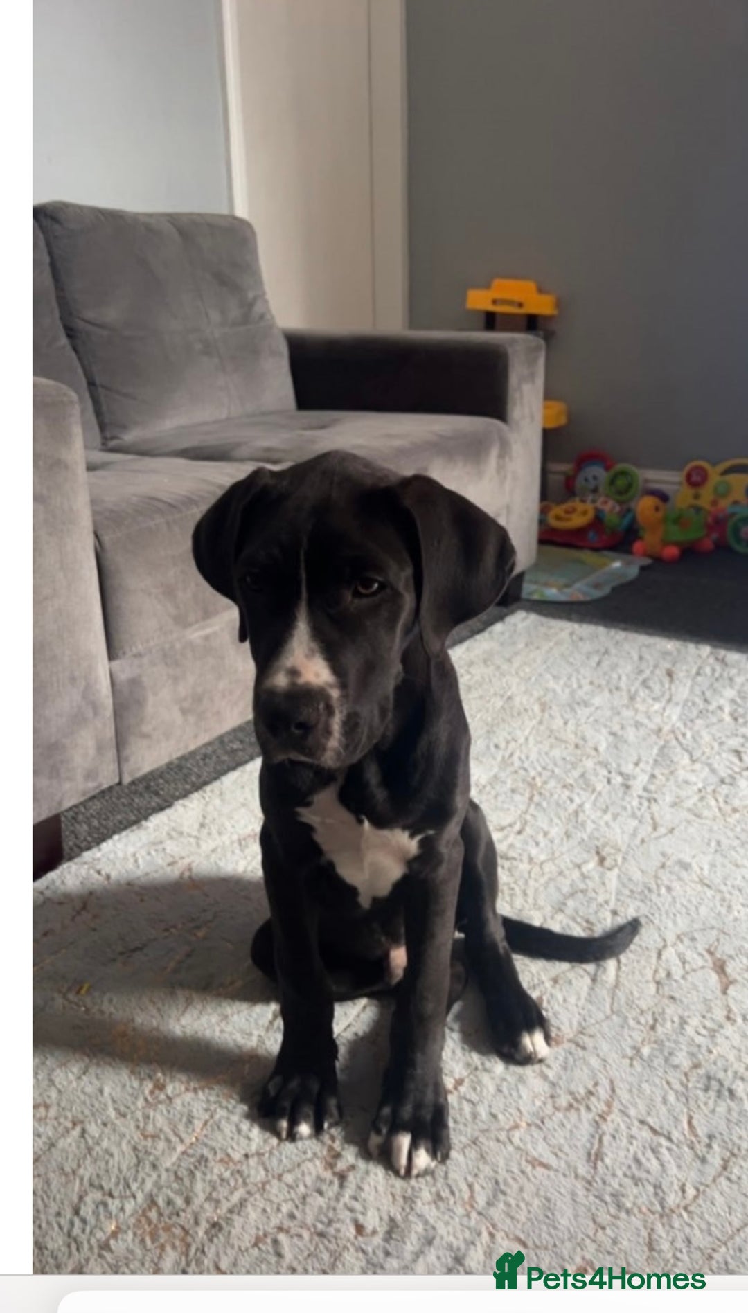 Great Dane dogs for sale: Great Dane puppy  - Image 2
