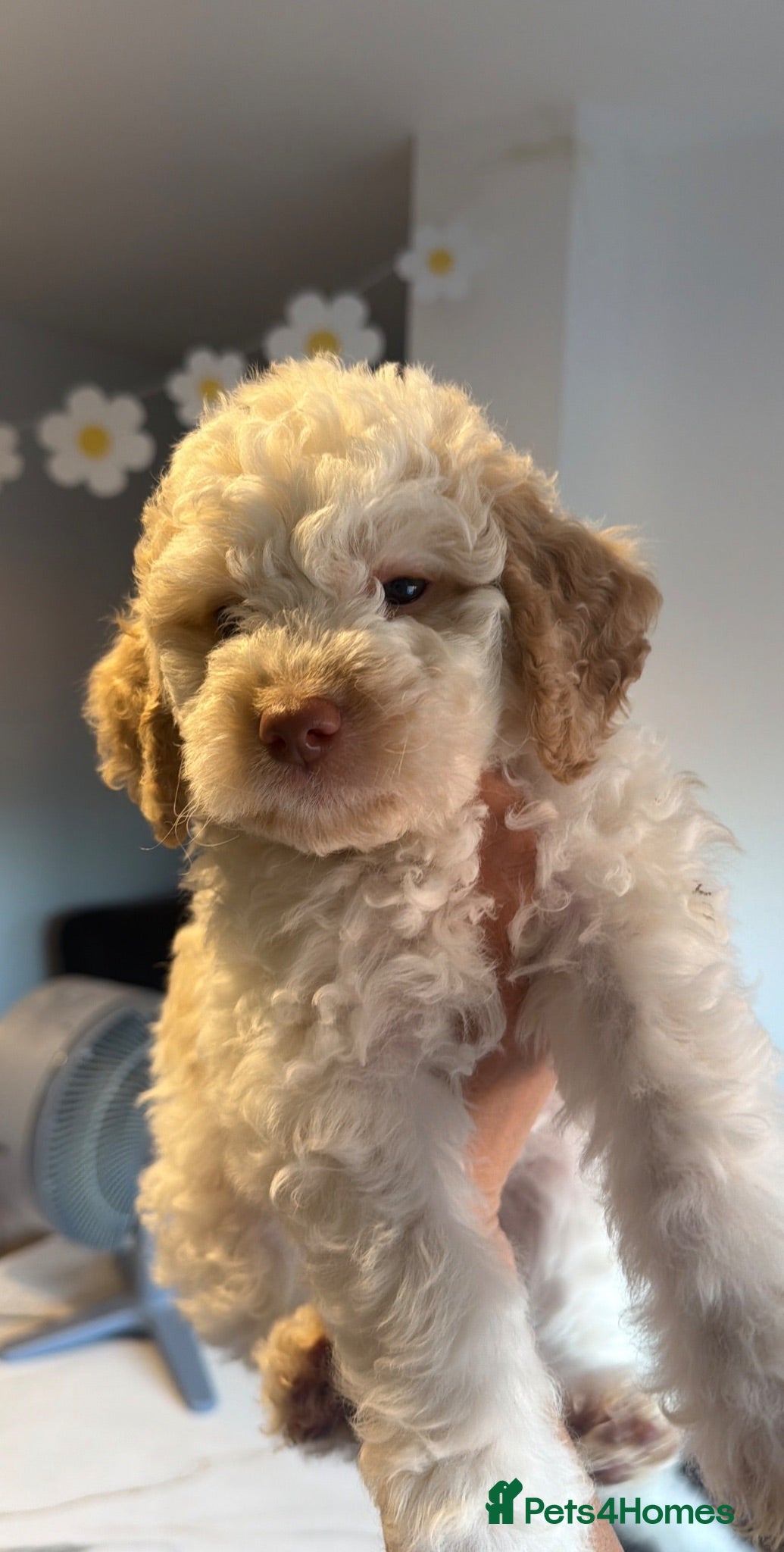Lagotto Romagnolo dogs One Male Lagotto Romangnolo available - Advert 5