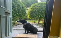 Labrador Retriever dogs for sale: Excellent Labrador pups (ready to leave oct 26th)  - Image 10
