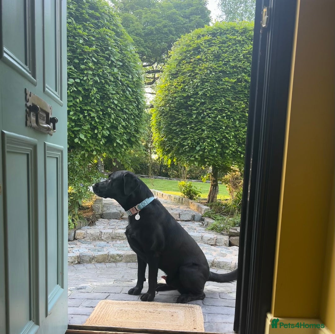 Labrador Retriever dogs for sale: Excellent Labrador pups (ready to leave oct 26th)  - Image 10