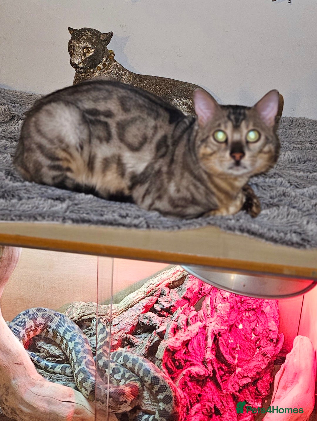 Bengal cats for sale: Male bengal cat  - Advert 3