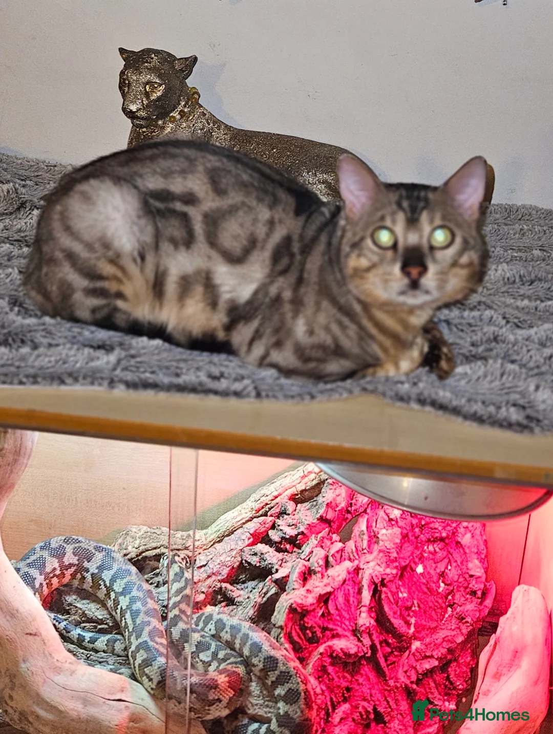 Bengal cats for sale: Male bengal cat  - Advert 3