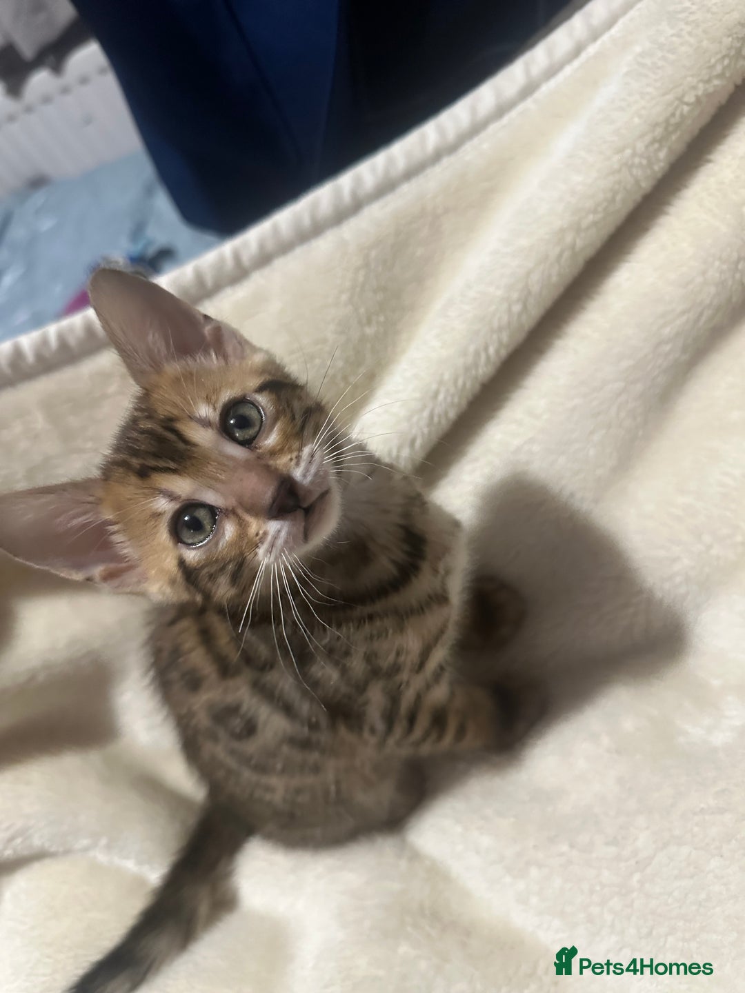 Bengal cats for sale: Beautiful bengals  - Advert 13
