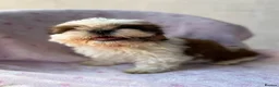 Shih Tzu dogs for sale: 🐶 Beautiful Shih Tzu Puppies for Sale 🐶 - Advert 4