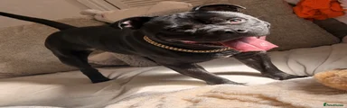 Staffordshire Bull Terrier 1