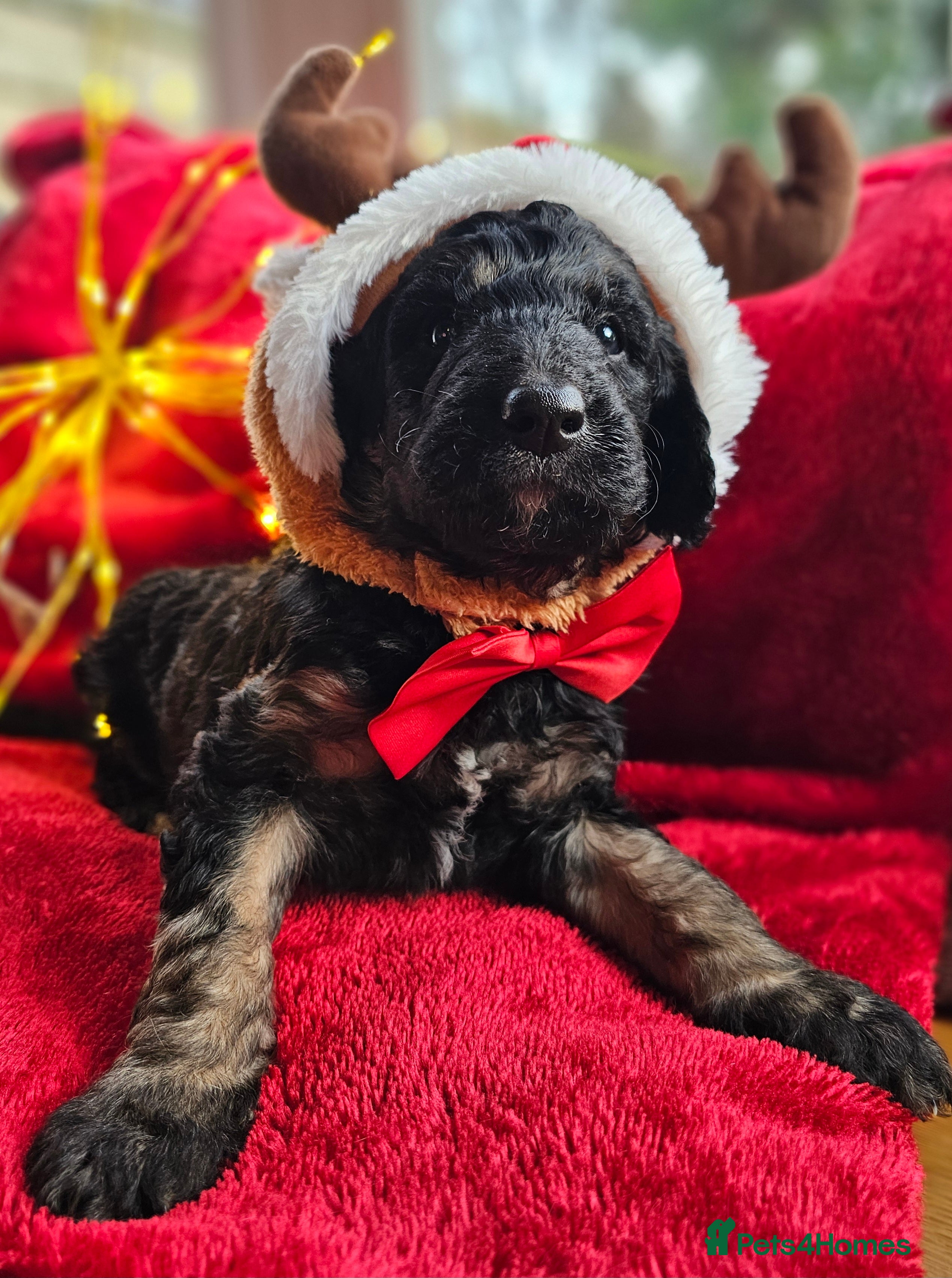 Bernedoodle dogs Final 2 available for reservation ❤️ - Advert 5