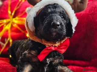 Bernedoodle dogs Final 2 available for reservation ❤️ - Advert 5