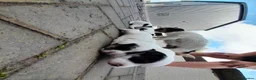 Jack Russell dogs for sale: 2x male Jack russel puppies  in Crediton - Advert 9