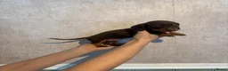 Dachshund dogs for sale: Beautiful Chocolate & Tan Dachshund Pups - Advert 15