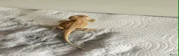 Bearded Dragon reptiles for sale: Bearded dragons in Hull - Advert 3