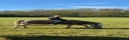 Irish Sports horses for sale: 13.1 Welsh x Irish sports pony  - Advert 10