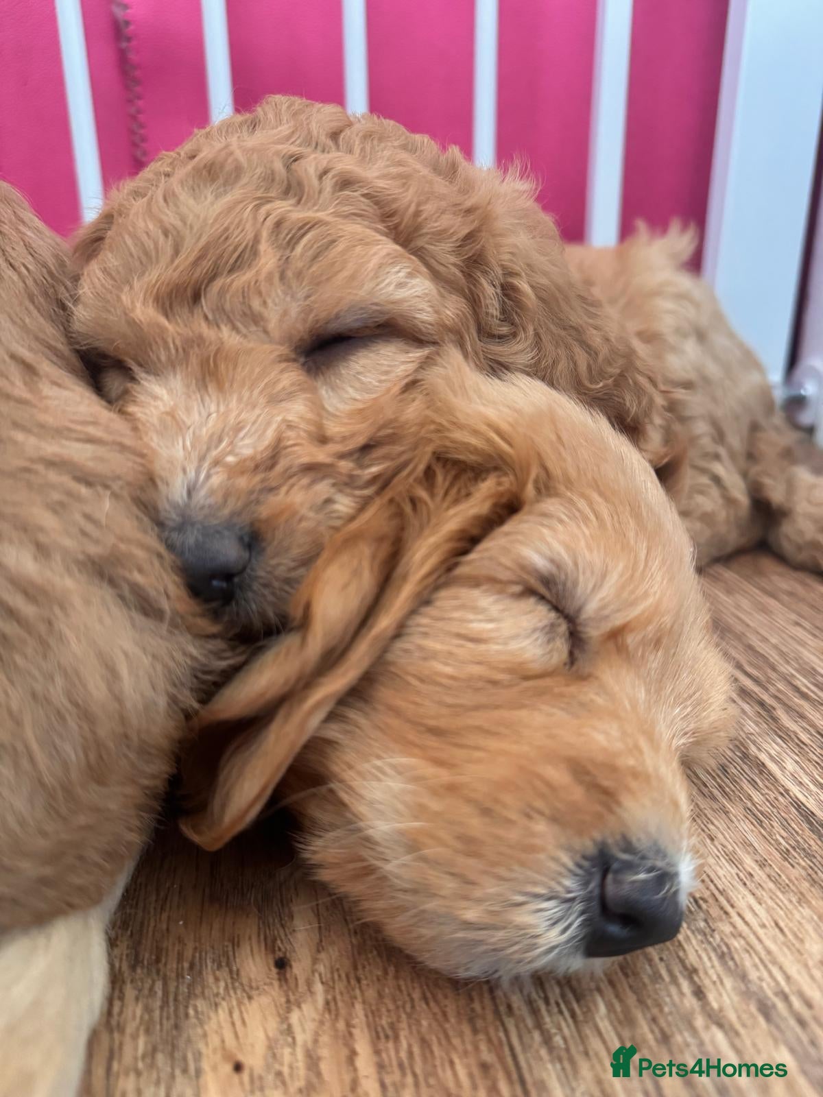 Mixed Breed dogs for sale: Adorable Australian fleece/wool Labradoodles - Advert 13