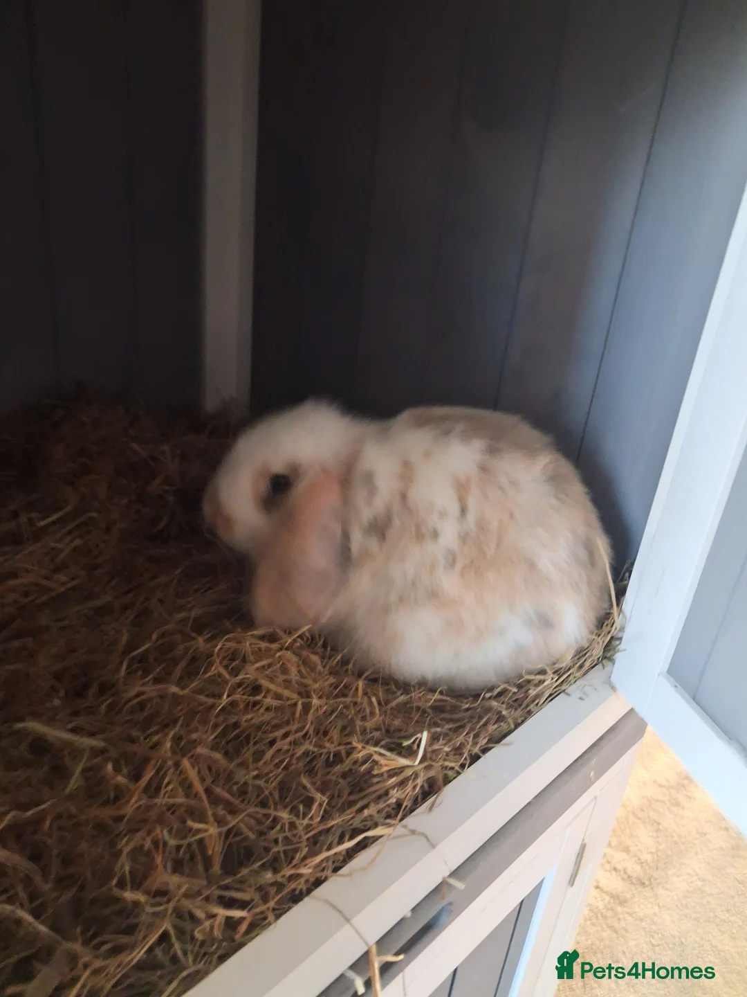 English Lop rabbits for sale: English lop  ready to go now! - Advert 4