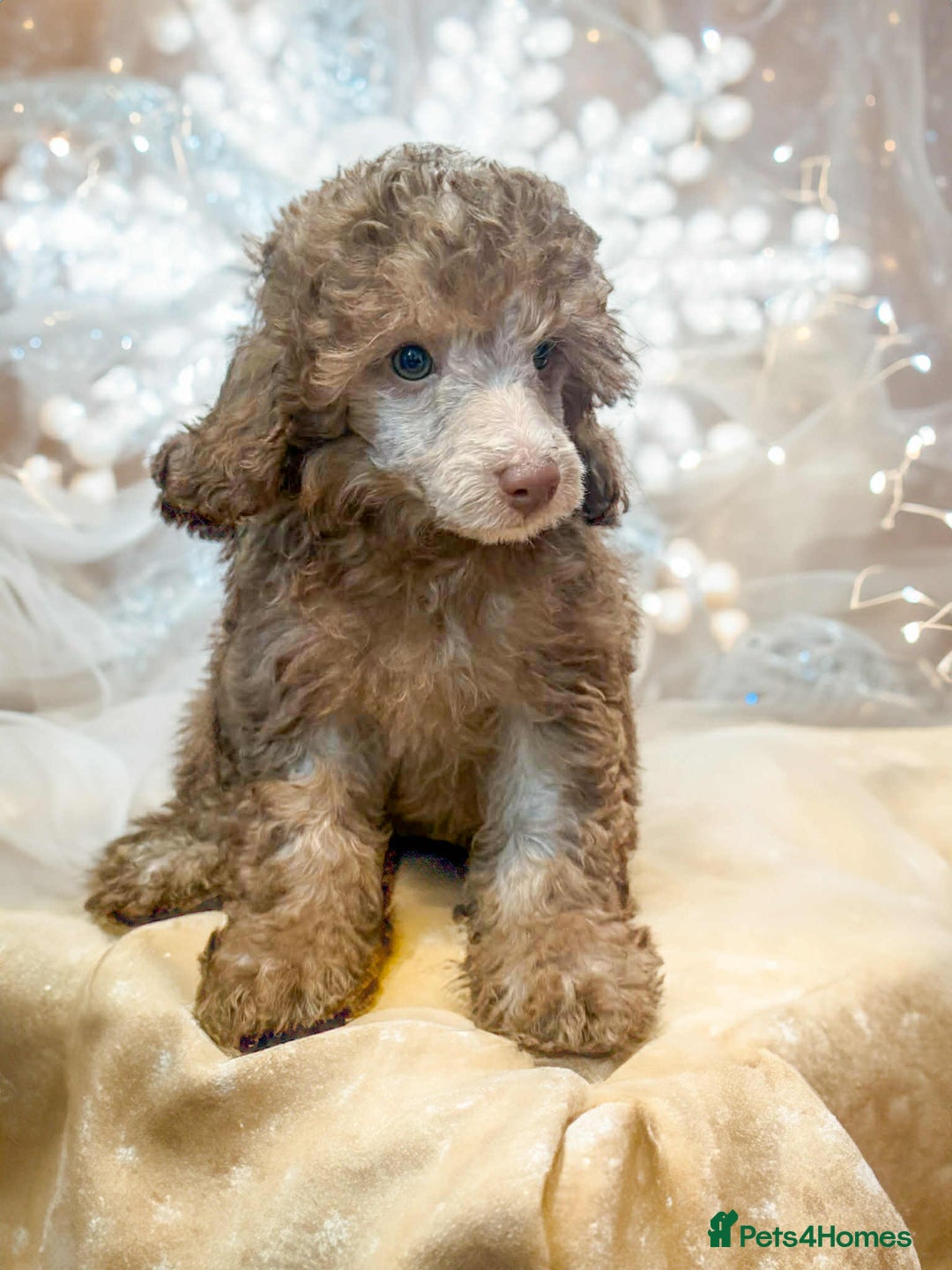 Miniature Poodle dogs for sale: Beautiful Miniature Poodle pups  - Advert 2