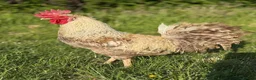 Chickens poultry for sale: 4 Gorgeous cockerels Blue White Olive egg genes in Christchurch - Advert 6