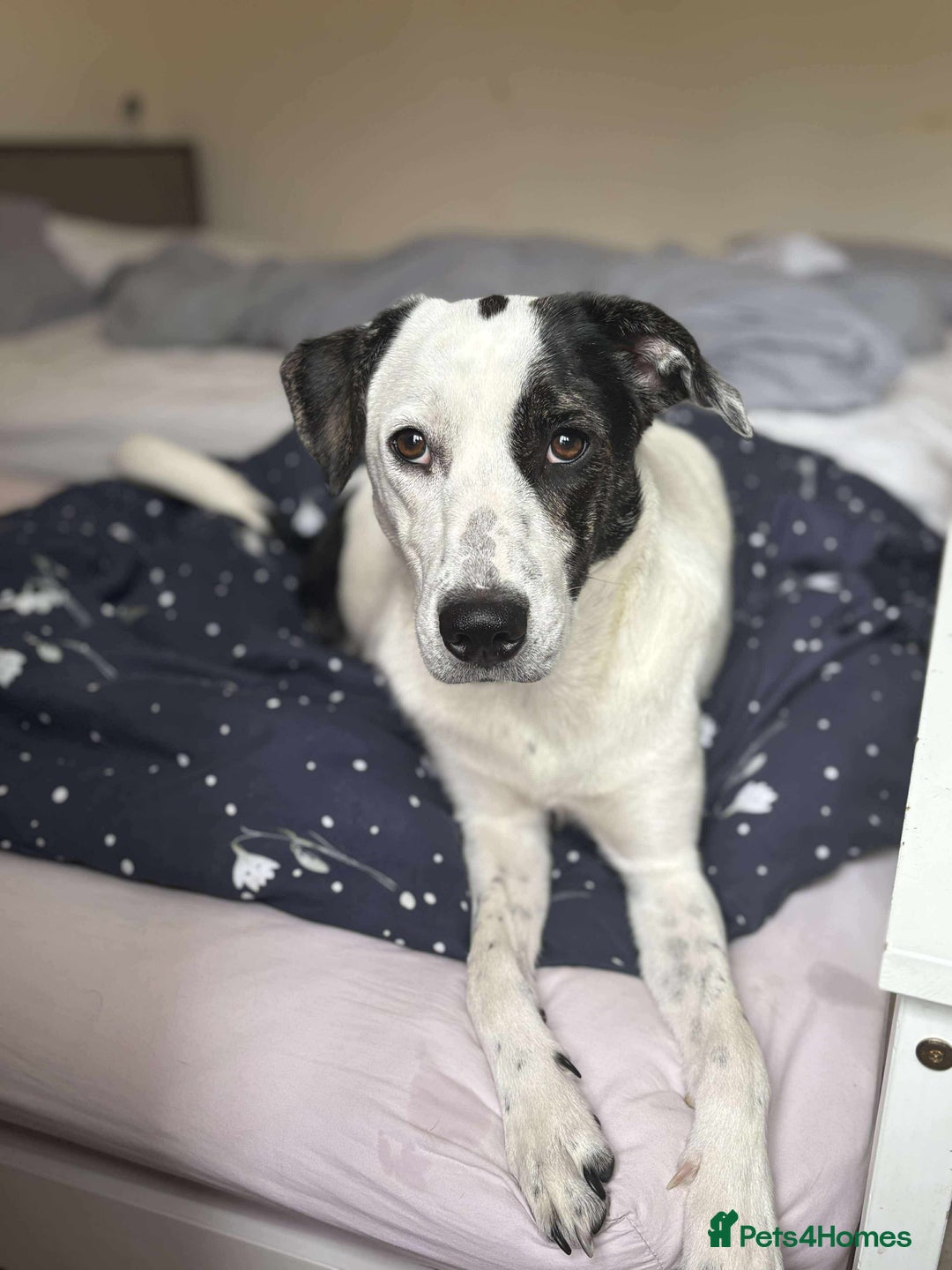 Mixed Breed dogs for adoption: 10 Month Old Clover is looking for a forever home  - Image 2