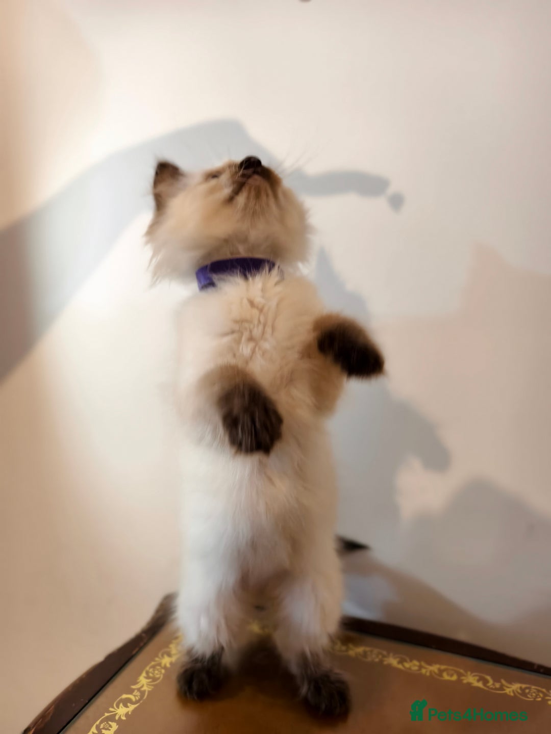 Ragdoll cats for sale: Beautiful Ragdoll Kittens Ready for Sale! - Advert 9