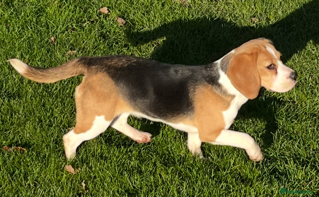 Beagle dogs for sale: Beautiful Girl (9 month old) - Advert 1