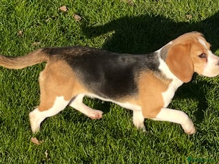 Beagle dogs Beautiful Girl (9 month old) - Advert 1