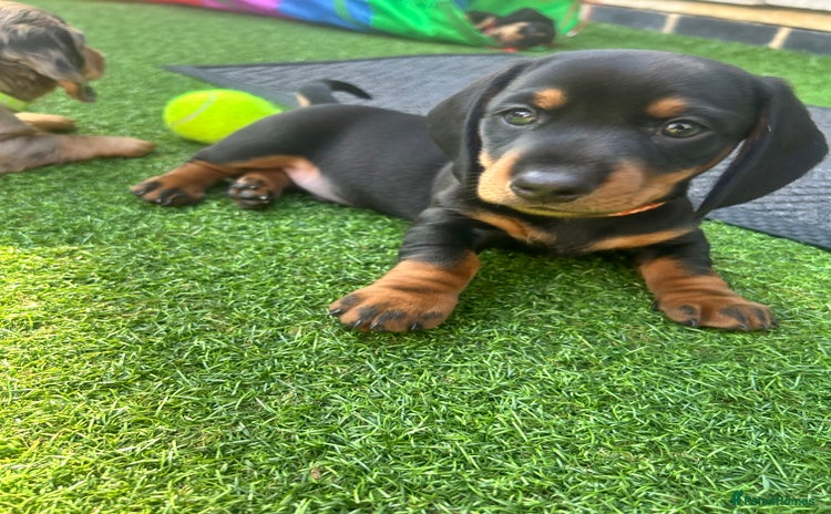 Miniature Dachshund dogs - Advert 12