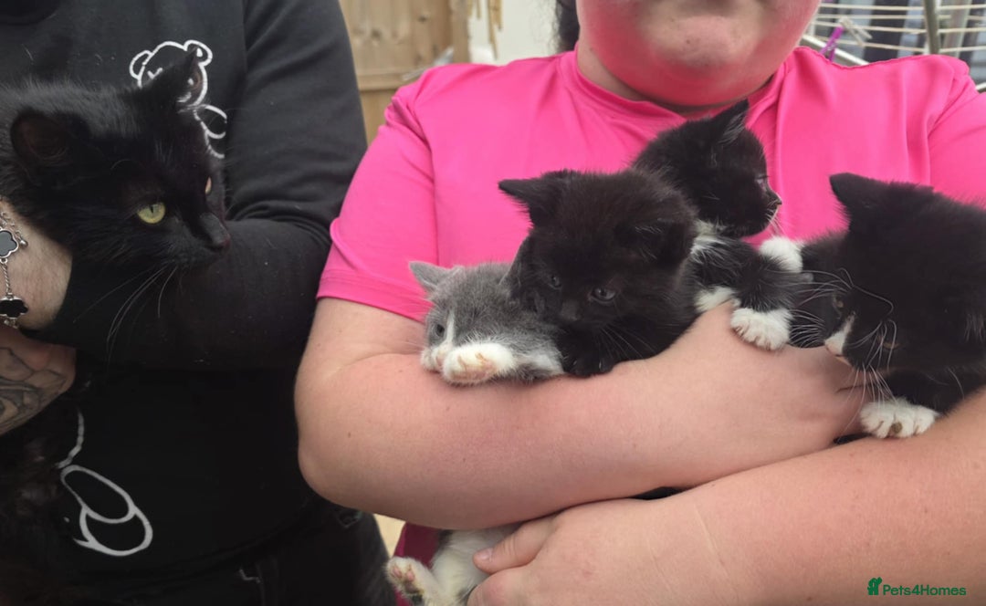Mixed Breed cats for sale: 4 kittens - Image 2