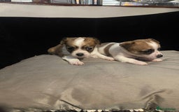 Chihuahua dogs for sale: 2 adorable chihuahua  - Image 1
