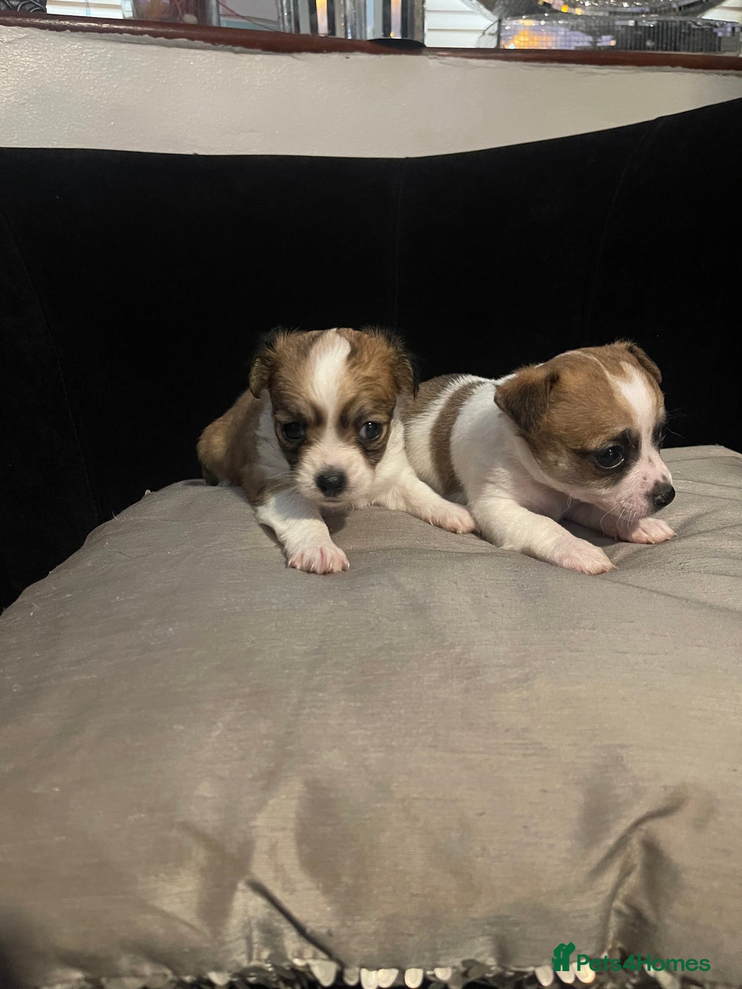 Chihuahua dogs for sale: 2 adorable chihuahua  - Image 1